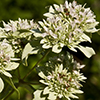 THUMB_Pycnanthemum muticum flower cluster SEF