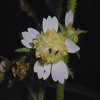 THUMB_Whiteflower_Leafcup_Small_flowered_Leafcup_Polymnia_canadensis_John_Hilty