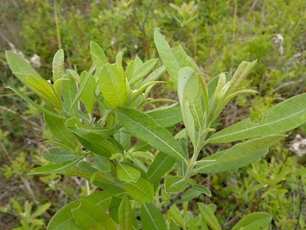 Salix humilis