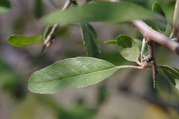 Malus angustifolia